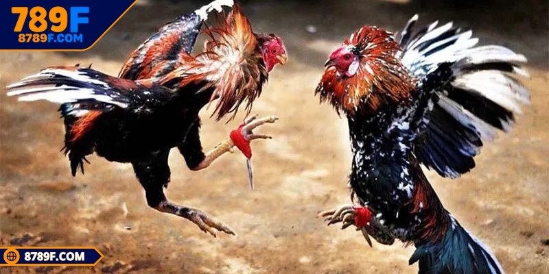 Với tính năng hấp dẫn bạn sẽ dễ dàng nhập cuộc