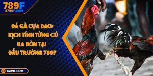 Đá gà cựa dao