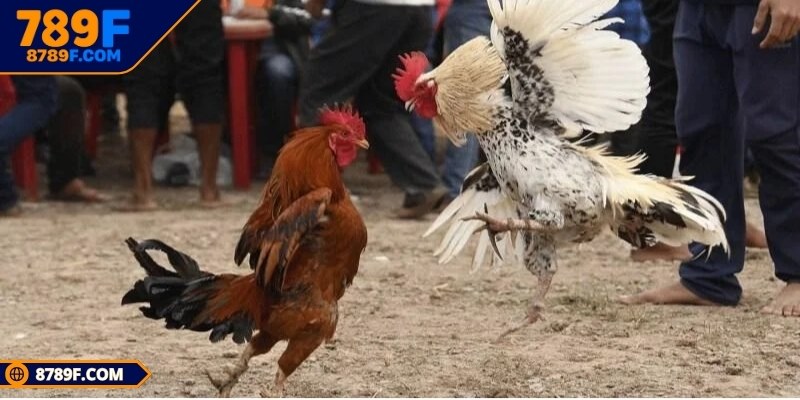 Canh đúng nhịp để không bỏ lỡ thời khắc vàng