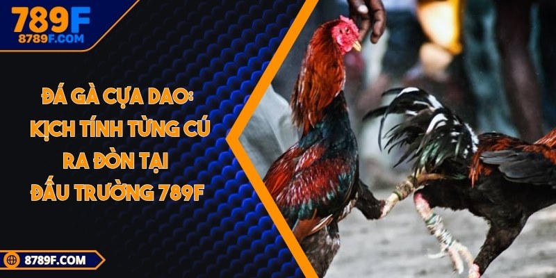 Đá gà cựa dao
