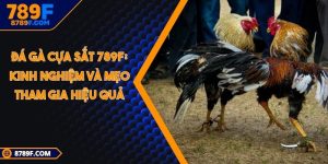 Đá gà cựa sắt