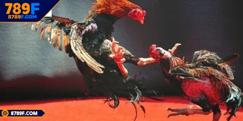 Ngoại hình là yếu tố chọn lựa quan trọng